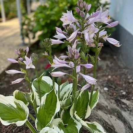 Polana - Pobierowo *