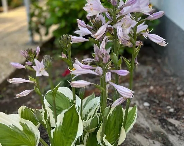 Polana - Pobierowo *